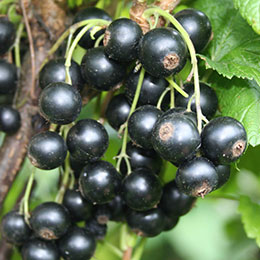 ribes nigrum little black sugar